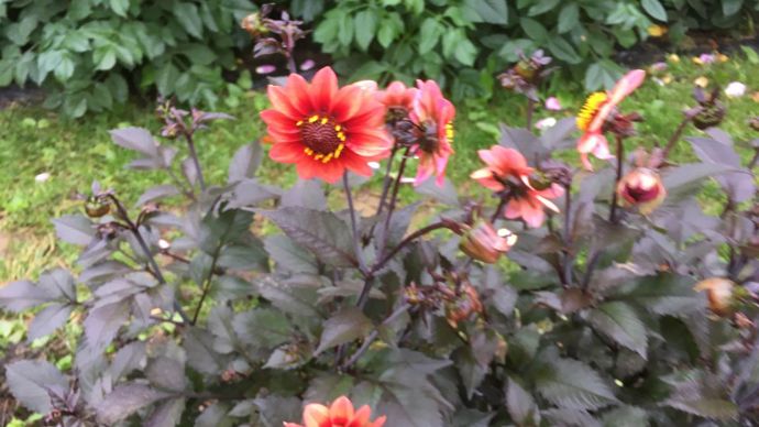 Dahlia ‘?Quibouquiére’. Au Jardin botanique/Parc floral de Vincennes - à Paris (75).